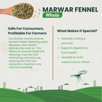 Marwar Fennel Whole