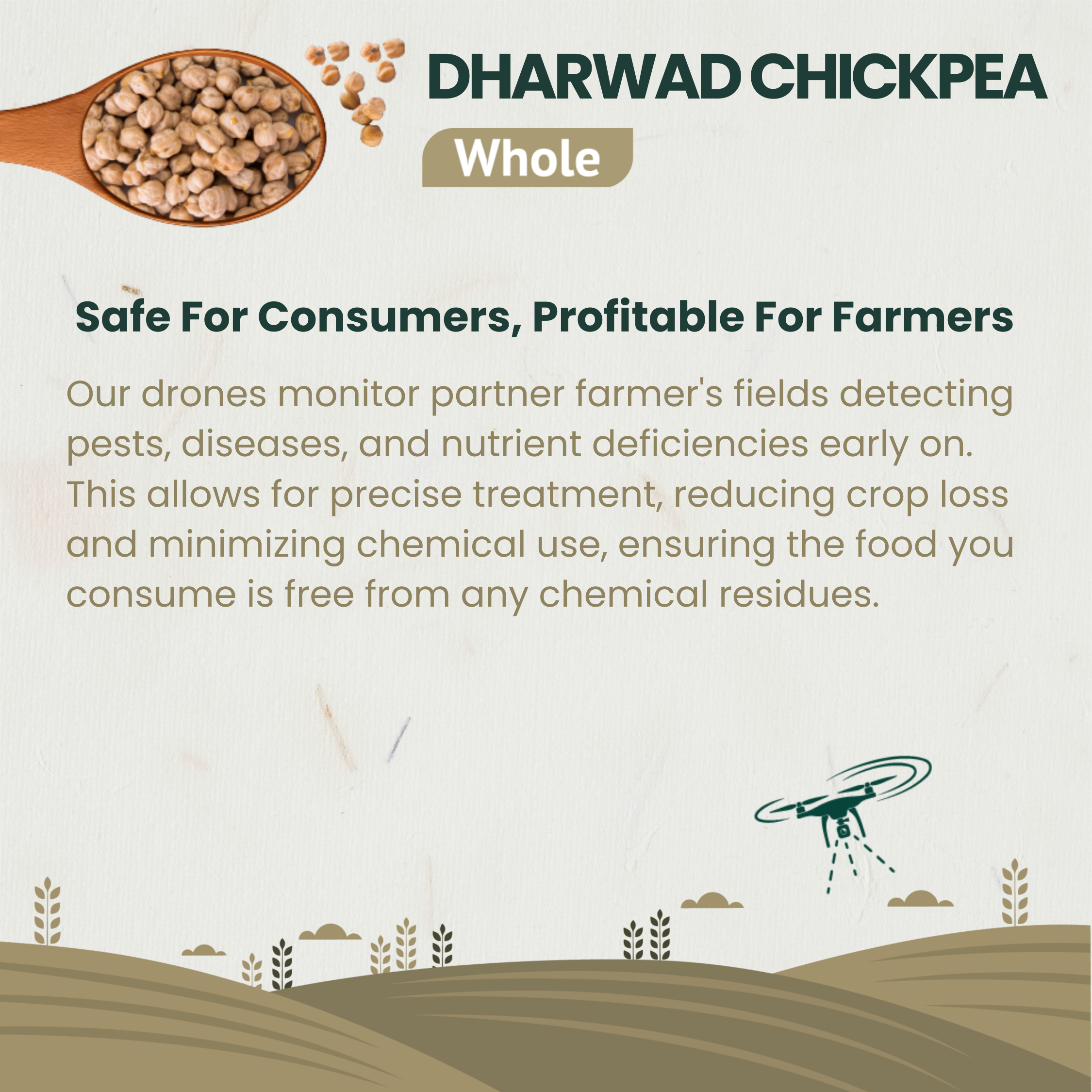 Dharwad Kabuli Chickpea